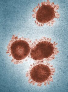 Colorized electron microscope image showing coronavirus particles with distinct spike proteins.